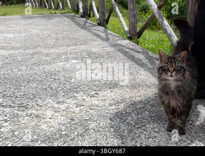 Gatto dai capelli lunghi in piedi o in piedi su una veranda con sfondo erboso. Scena all'aperto con luce naturale, che mostra un gatto domestico con una morbida pelliccia Foto Stock