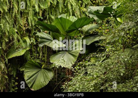 Lussureggianti piante tropicali con grandi foglie di palma a forma di ventaglio e felci appese che crescono densamente nella serra del giardino invernale al coperto Foto Stock