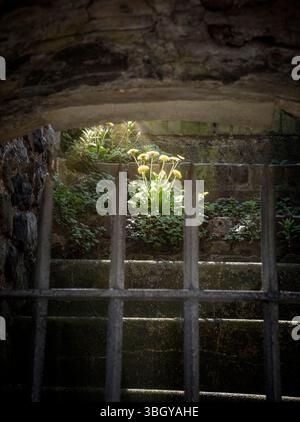 Pianta di dente di leone fiorito che cresce tra la pietra e i gradini di un castello. Foto Stock