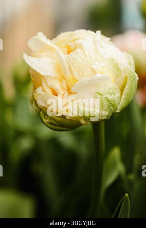 Tulipa «Spring Green» in Early Bloom – primo piano di tulipani annaffiati Foto Stock