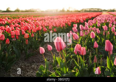 Vivace campo dei tulipani rosa al tramonto a Lisse, Paesi Bassi Foto Stock