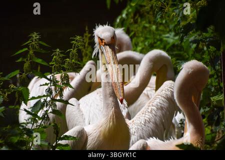 Londra, Inghilterra, Regno Unito. 6 giugno 2025. I pellicani residenti aspettano il loro pranzo a St James's Park. Sei grandi pellicani bianchi vivono liberamente nel parco nel centro di Londra e vengono nutriti ogni giorno del pesce. (Credit Image: © Vuk Valcic/ZUMA Press Wire) SOLO PER USO EDITORIALE! Non per USO commerciale! Crediti: ZUMA Press, Inc./Alamy Live News Foto Stock