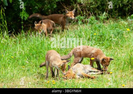 Meteo nel Regno Unito, 6 giugno 2025: Godersi una giornata di sole tra bande di pioggia, una famiglia di cuccioli di volpe si prende gioco di un prato sgombro a Clapham, nel sud di Londra, mentre la madre cerca di riposarsi un po'. Crediti: Anna Watson/Alamy Live News Foto Stock