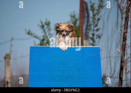 Papillon Dog alle gare di Agility. Foto Stock