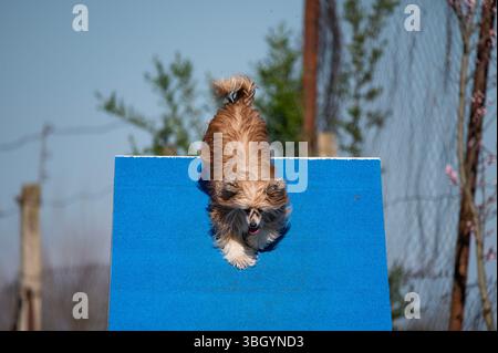 Papillon Dog alle gare di Agility. Foto Stock