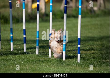 Papillon Dog alle gare di Agility. Foto Stock