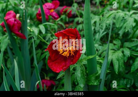 Fiore di peonia rossa con centro giallo in gocce d'pioggia contro fiori selvatici. Stagionalità della natura. Concetto di appassimento Foto Stock