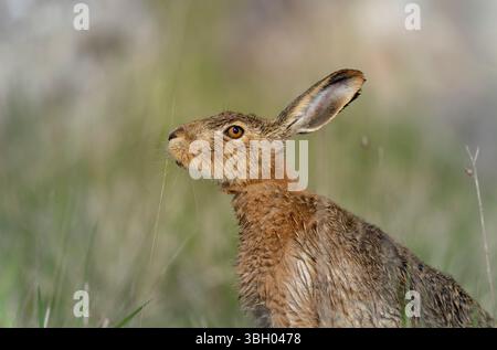 Lepus europeae in un prato Foto Stock
