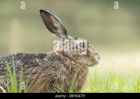 Lepus europeae in un prato Foto Stock
