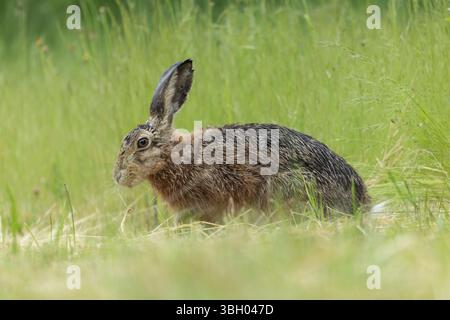 Lepus europeae in un prato Foto Stock