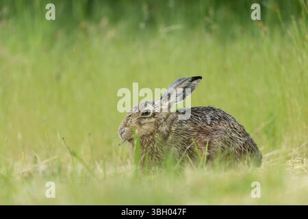 Lepus europeae in un prato Foto Stock