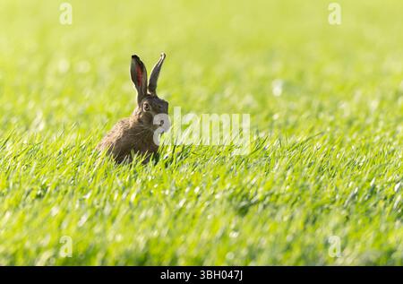 Lepus europeae in un prato Foto Stock