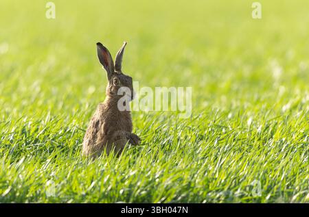Lepus europeae in un prato Foto Stock