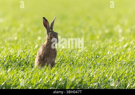 Lepus europeae in un prato Foto Stock