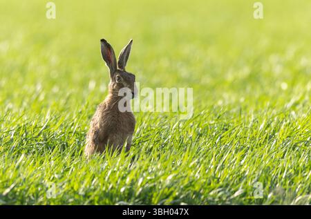 Lepus europeae in un prato Foto Stock