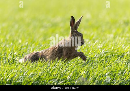 Lepus europeae in un prato Foto Stock