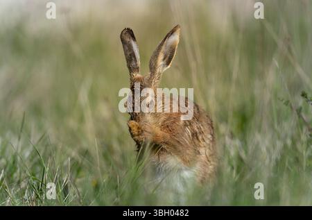 Lepus europeae in un prato Foto Stock