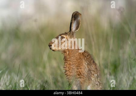 Lepus europeae in un prato Foto Stock