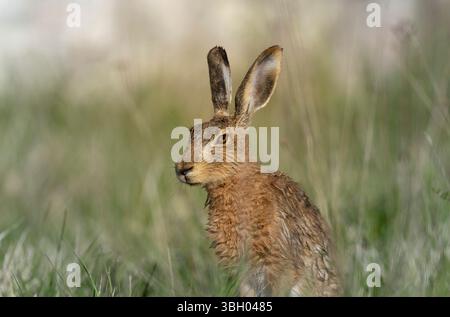 Lepus europeae in un prato Foto Stock