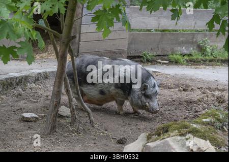 Maiale panciuto (Sus scrofa domesticus), parco faunistico, Baviera, Germania, Europa Foto Stock
