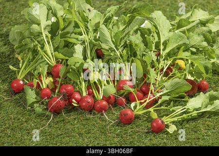 Radiaci appena raccolti su erba verde Foto Stock