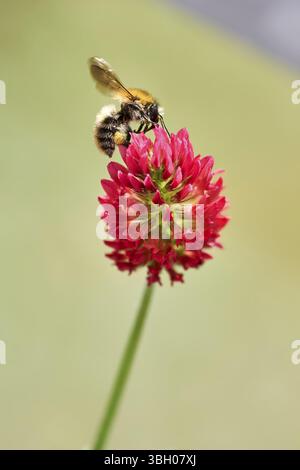 Un boccale da campo (Bombus pascuorum) su un fiore di trifoglio rosso che raccoglie nettare su sfondo sfocato, Wismar, Meclemburgo-Vorpommern, Germania, Europa Foto Stock