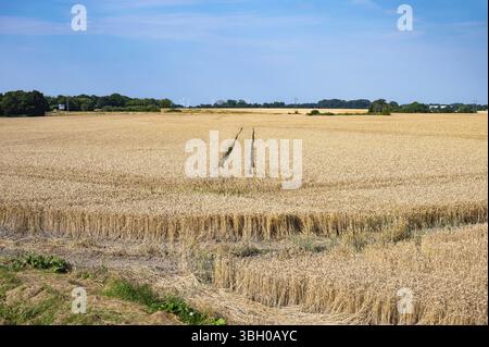 Terreni agricoli con campi di grano e erba nella campagna danese intorno a Rodby, Lolland, Danimarca, Europa Foto Stock