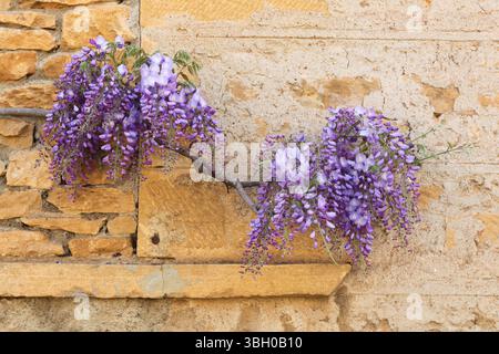 Fiori di Wisteria contro il muro a Beaujolais, Francia Foto Stock