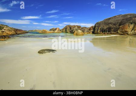 Elephant Cove Beach in William Bay NP, Western Australia in estate. La spiaggia è circondata da giganteschi massi e roccia vulcanica, bianco e incontaminato. G Foto Stock