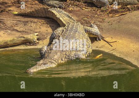 Coccodrilli africani che entrano in acqua nella riserva naturale Ezemvelo KZN. Coccodrillo del Nilo nell'estuario di Santa Lucia all'interno del Parco delle paludi di Simangaliso, Sudafrica, uno Foto Stock