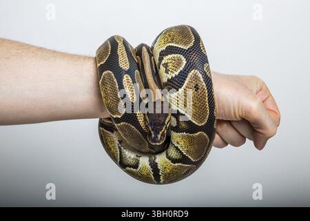 Primo piano di un pitone reale o palla avvolto intorno al braccio di una persona con sfondo da studio. Concetto di forte pugno, potenza, braccialetto serpente, brute per Foto Stock