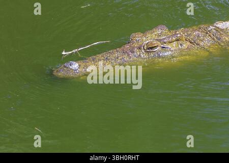 Primo piano della faccia dei coccodrilli africani nell'acqua nella riserva naturale di Ezemvelo KZN. Coccodrillo del Nilo nell'estuario di Santa Lucia all'interno del Parco delle paludi iSimangaliso, South AF Foto Stock
