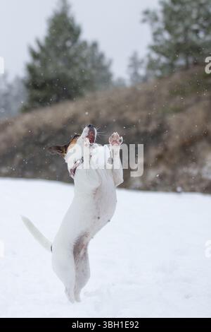 Jack Russell Terrier, cane che si avvicina per prendere una palla di neve a mezz'aria all'aperto in un prato innevato Foto Stock
