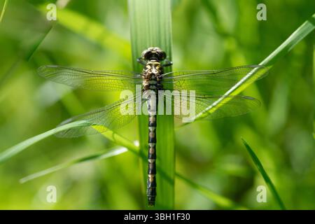 Una damselfly a mosaico blu-verde - Aeshna cyanea - si trova su un lungo stelo. L'insetto può essere visto lateralmente. La libellula è seduta nelle canne Foto Stock