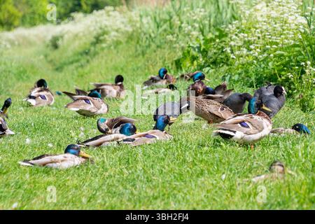 Stormo di anatre domestiche che riposano su una lussureggiante erba verde in un prato illuminato dal sole. Foto Stock