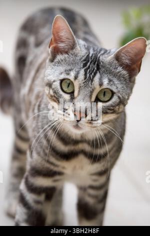 Primo piano di un gatto del Bengala d'argento che guarda la macchina fotografica con le distintive marcature tabby della razza e gli occhi verdi piercing Foto Stock