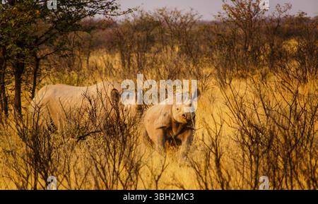 Due rinoceronti neri (Diceros bicornis), madre con vitello adolescente, nella macchia della Namibia tra gli arbusti di acacia Foto Stock