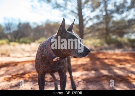 ritratto di un cane heeler blu da vicino Foto Stock
