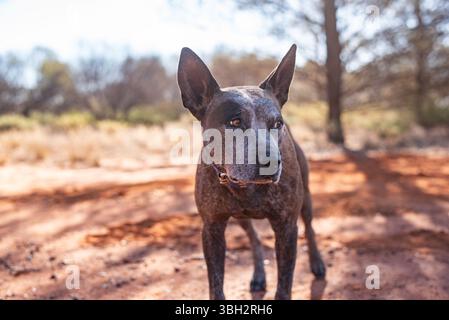 ritratto di un cane heeler blu da vicino Foto Stock