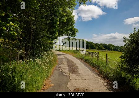 Un vicolo rurale in primavera attraverso campi di pascolo e con fioritura di mucche di prezzemolo nei bordi della strada, Bury, Greater Manchester. Foto Stock