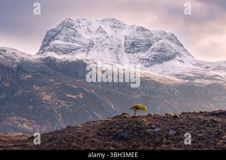 Pineta solitaria di fronte al monte Slioch a Torridon Foto Stock