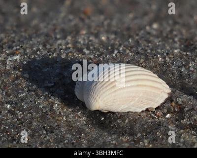 Conchiglia bianca sulla spiaggia al sole della sera che getta un'ombra sulla sabbia Foto Stock