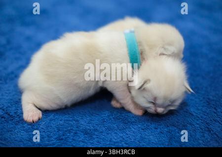 Due gattini ragdoll neonati di una settimana che dormono con gli occhi chiusi sulla coperta, gatto domestico Foto Stock
