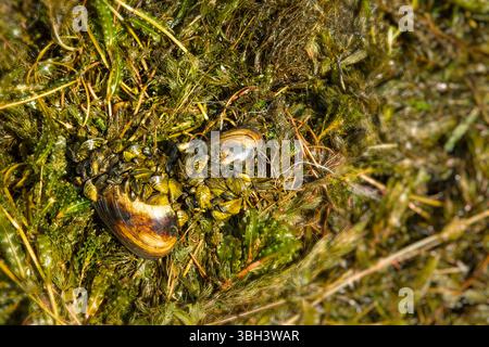 Primo piano di cozze zebrate raggruppate su un grande guscio di acqua dolce con piante acquatiche. Concetto di specie invasive, impatto ambientale e pollu di lago Foto Stock