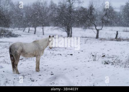 Bellissimo Cavallo bianco contro un paesaggio innevato e neve che cade Foto Stock