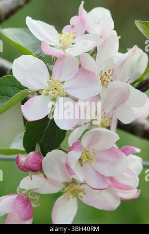 Fioritura di mele. Fioritura primaverile di Malus domestica Greensleeves, una cultivar da dessert in fiore ad aprile. REGNO UNITO Foto Stock