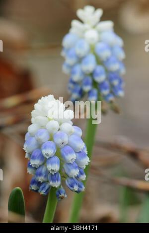 Giacinto d'uva Muscari Mountain Lady che mostra caratteristici piccoli, azzurri pallidi e bianchi fiori in aprile. REGNO UNITO Foto Stock