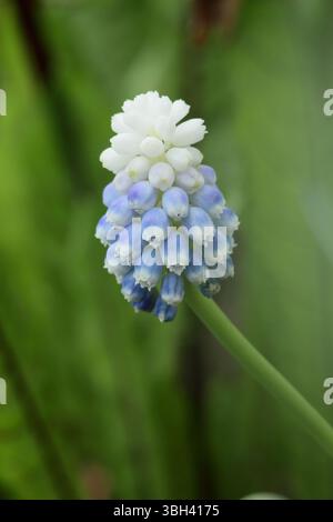 Giacinto d'uva Muscari Mountain Lady che mostra caratteristici piccoli, azzurri pallidi e bianchi fiori in aprile. REGNO UNITO Foto Stock