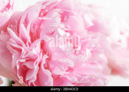 Primo piano del fiore di peonia rosa, splendido sfondo. Messa a fuoco morbida. Foto Stock