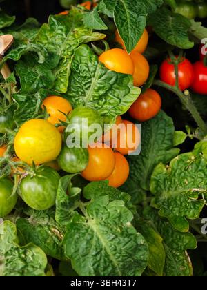 Un vibrante gruppo di pomodori ciliegini in varie fasi di maturazione presenta sfumature di verde, giallo e rosso. Il fogliame è lussureggiante e riflette una guarigione Foto Stock
